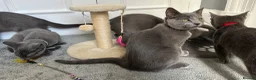 Russian Blue cats for sale: Russian Blue Kittens  - Advert 27