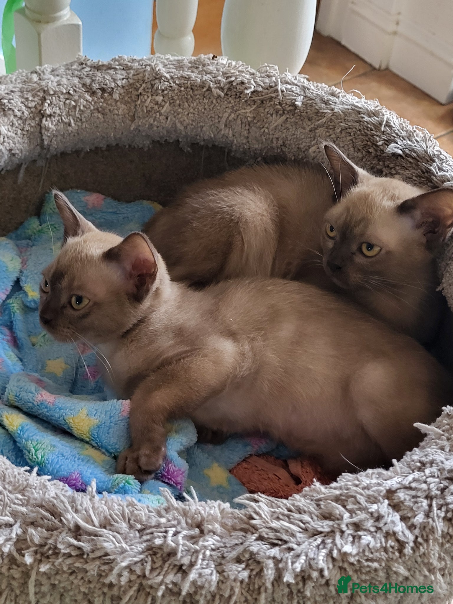 Burmese cats for sale: Pedigree chocolate Burmese male kittens - Advert 1