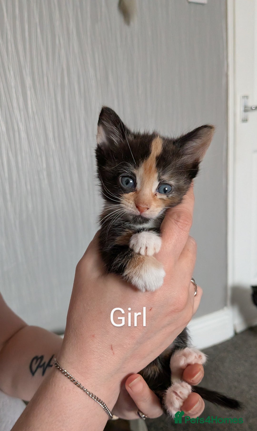 Mixed Breed cats for sale: Beautiful kittens  - Image 2