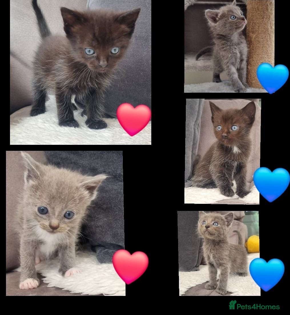 Ragdoll cats Beautiful Family Raised Ragdoll Mix Kittens - Advert 6