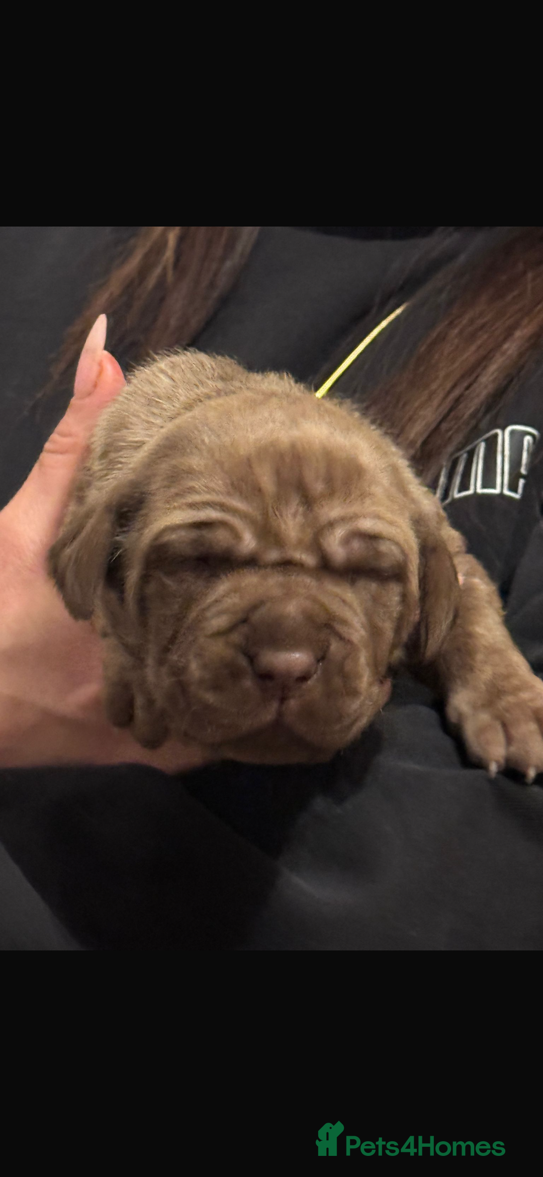 Neapolitan Mastiff dogs for sale: 💙 Neapolitan Mastiff Puppies champion bloodline💙 - Advert 19