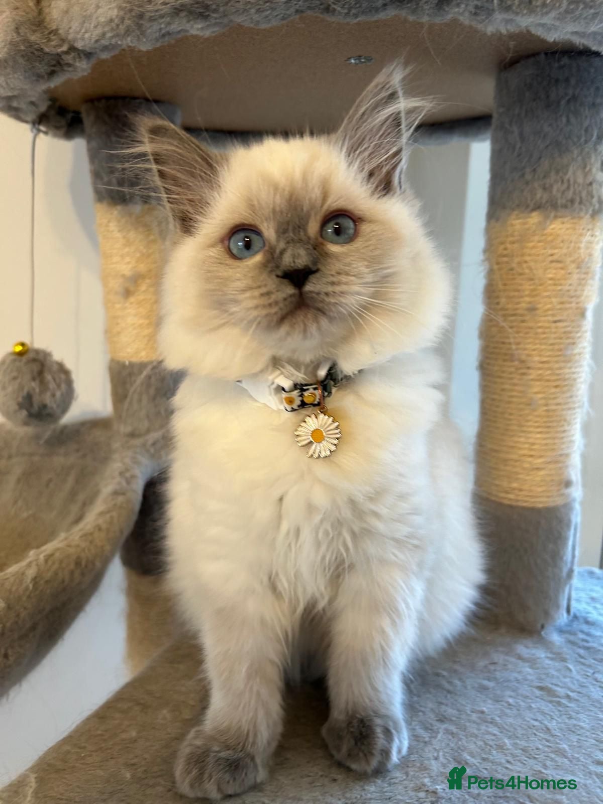 Ragdoll cats Cuddly gentle affectionate Ragdoll Female - Advert 3