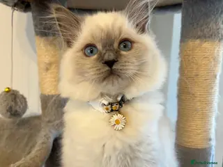 Ragdoll cats Cuddly gentle affectionate Ragdoll Female - Advert 4