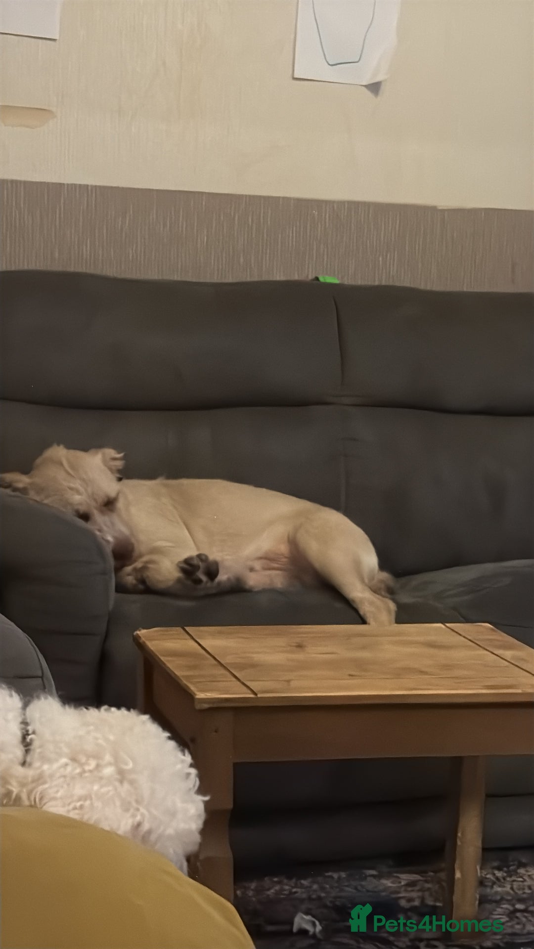 Mixed Breed dogs for sale: 9 month old Wheaten terrier staffy cross  - Advert 5