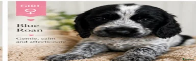 Cocker Spaniel 3
