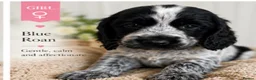 Cocker Spaniel dogs for sale: Adorable show type cocker spaniel puppy’s  - Advert 4