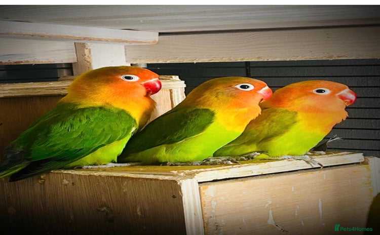 Lovebirds birds - Advert 3