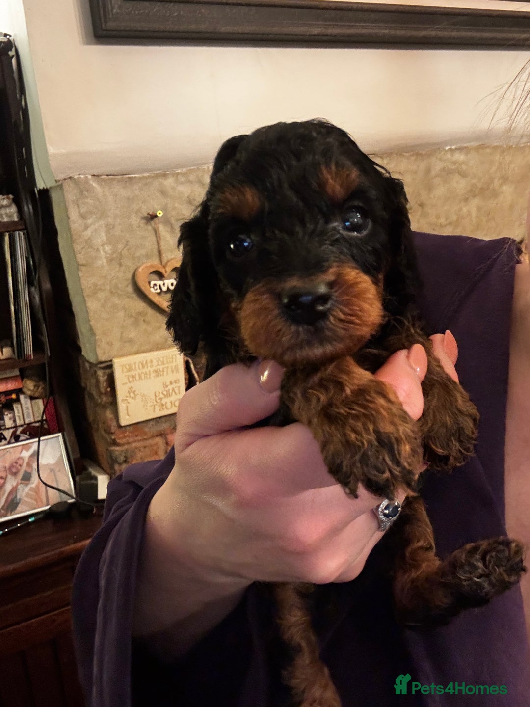 Miniature Poodle dogs for sale: KC Miniature Poodles- Bred for your family…   - Advert 19