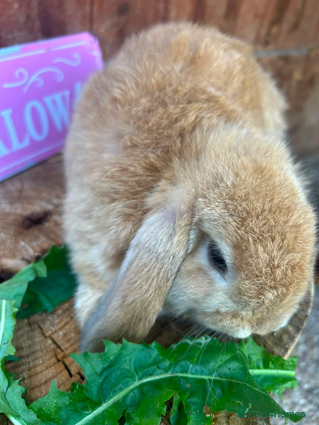Mini Lop rabbits for sale: Beautiful Minilops for sale - Advert 1