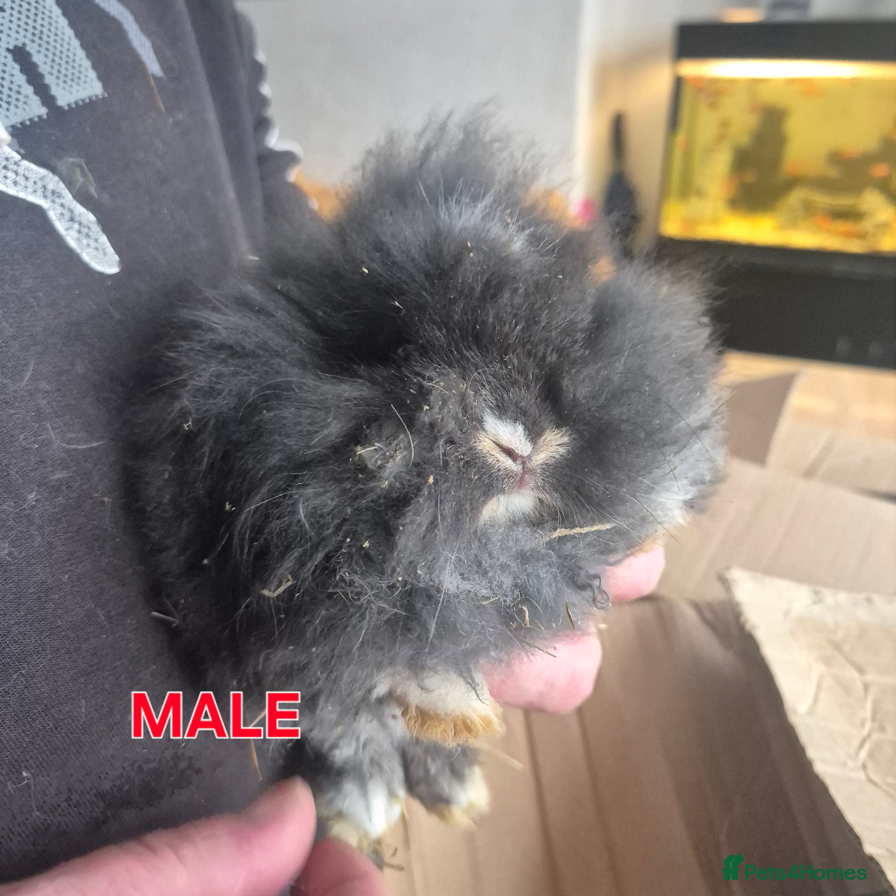 Mini Lion Lop rabbits Mini lop lion - Advert 5