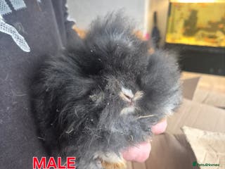 Mini Lion Lop rabbits Mini lop lion - Advert 5