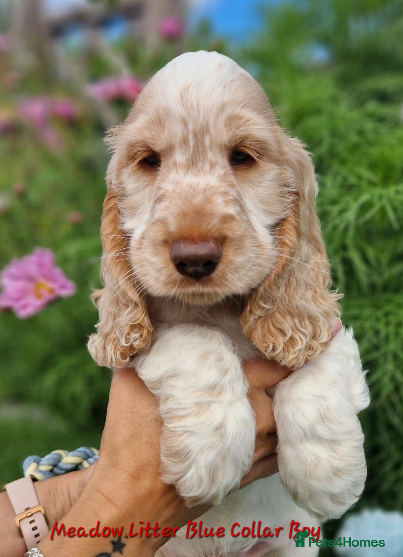 Cocker Spaniel dogs Pedigree Cocker Spaniel Puppies  - Advert 1