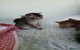 Oriental cats for sale: 4 girls 1 boy - Image 5