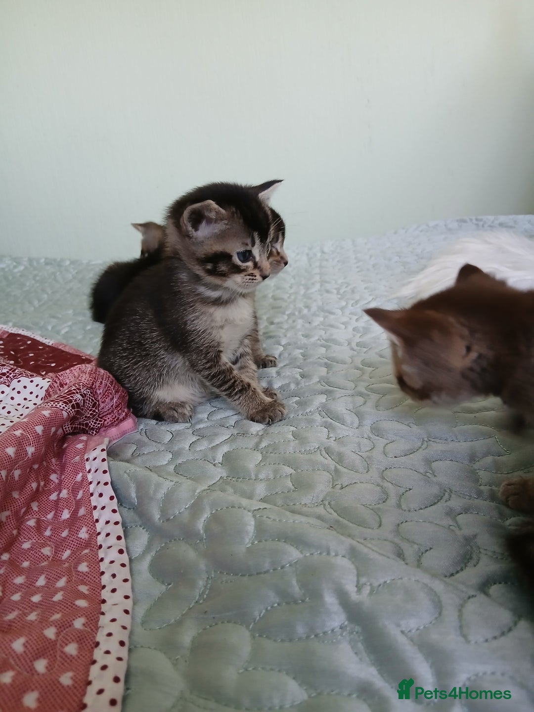 Oriental cats for sale: 4 girls 1 boy - Image 5