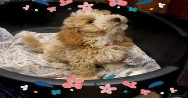 Maltipoo dogs - Advert 5