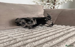 Sproodle dogs for sale: Sproodle puppies  - Image 12