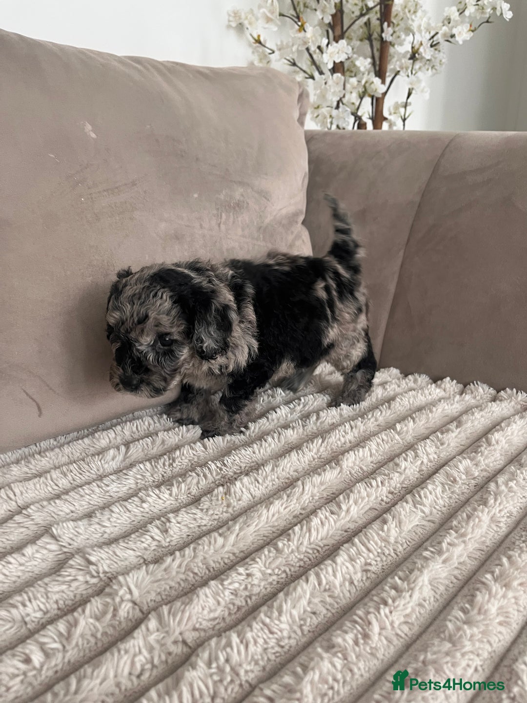 Sproodle dogs for sale: Sproodle puppies  - Image 12