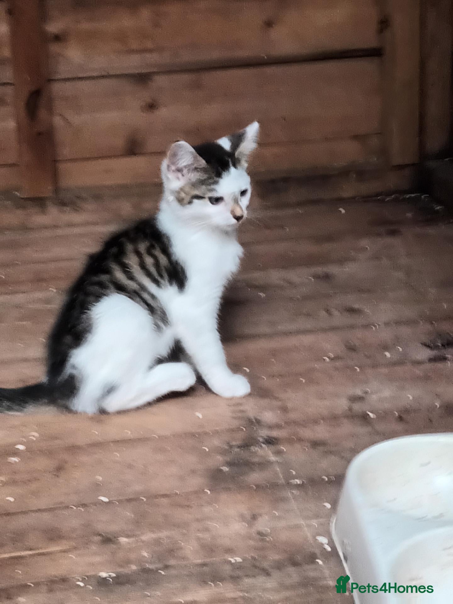Mixed Breed cats 2 Beautiful kittens left, ready now - Advert 10