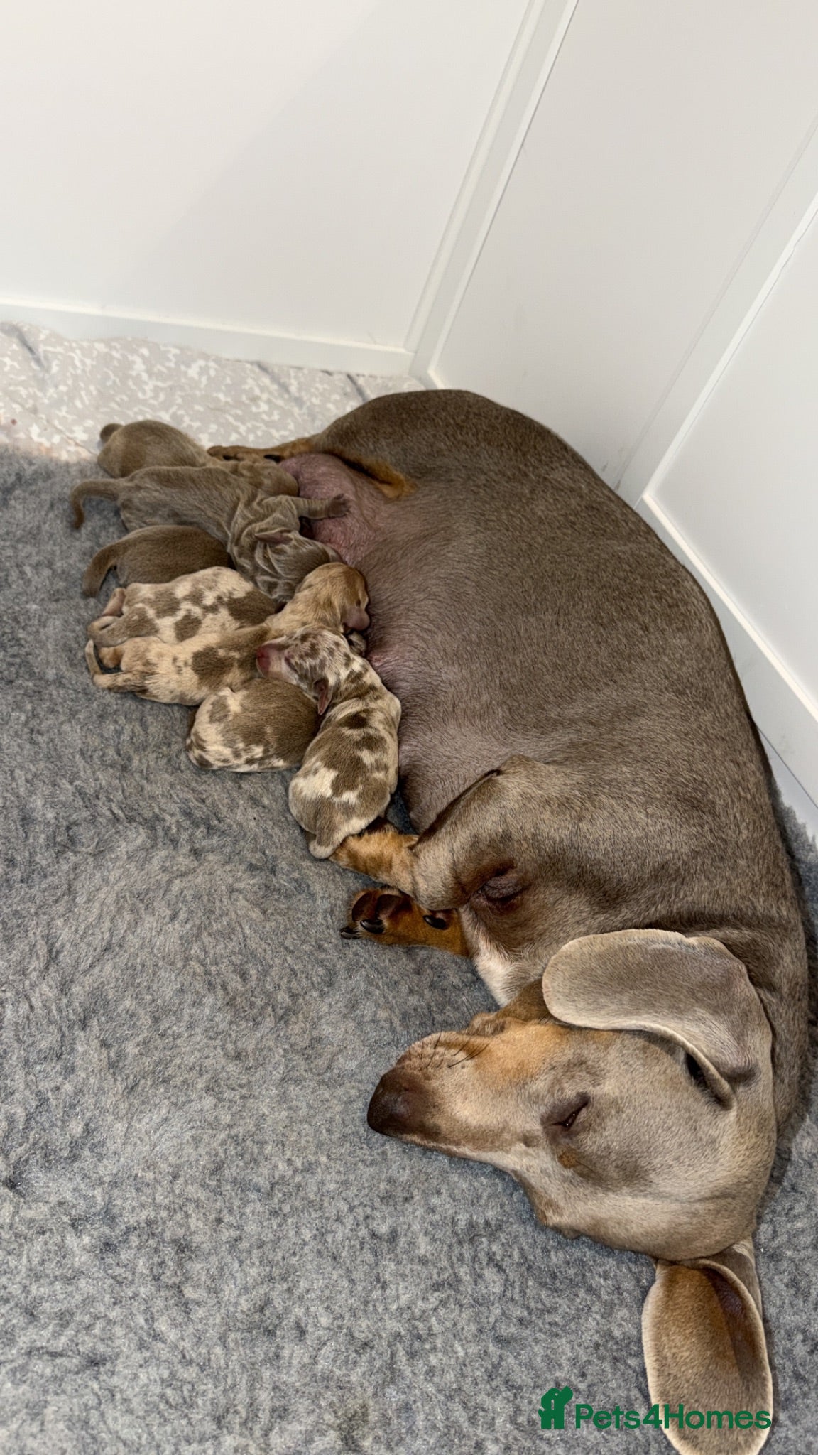 Miniature Dachshund dogs Beautiful Miniature Dachshund Puppies - Advert 1