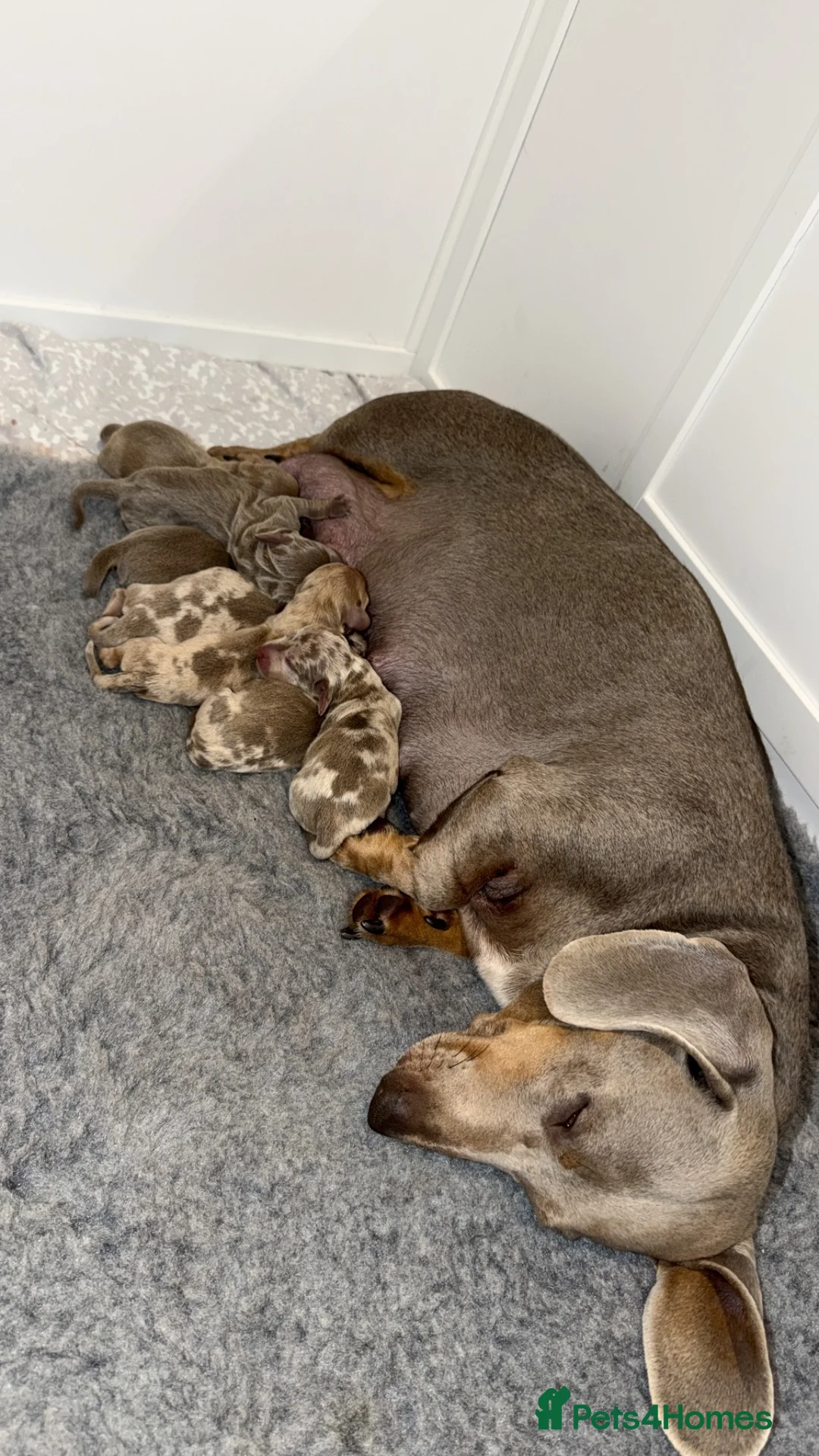 Miniature Dachshund dogs for sale: Beautiful Miniature Dachshund Puppies - Advert 1