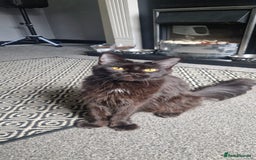 Maine Coon cats for sale: Beautiful GCCF Mainecoon kittens  - Image 19
