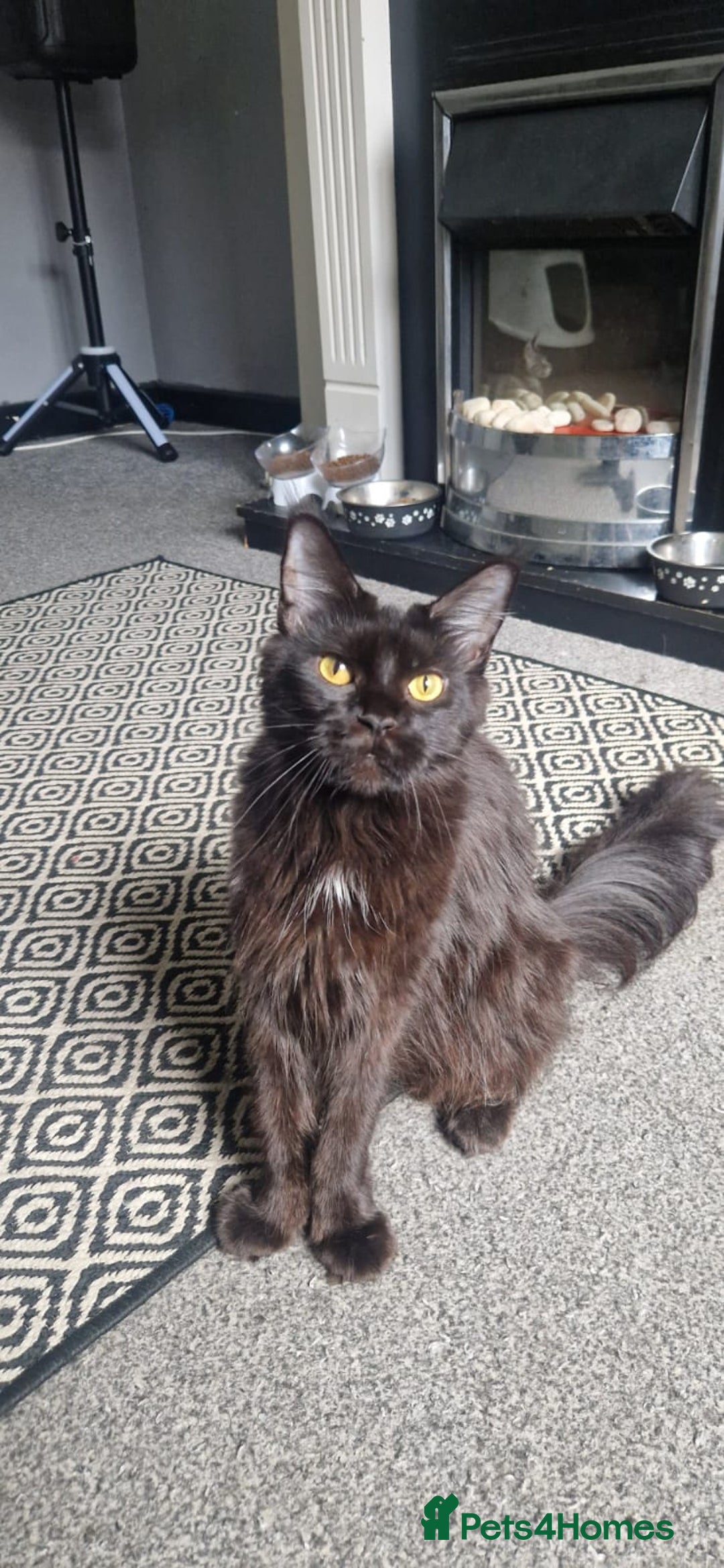 Maine Coon cats for sale: Beautiful GCCF Mainecoon kittens  - Image 19