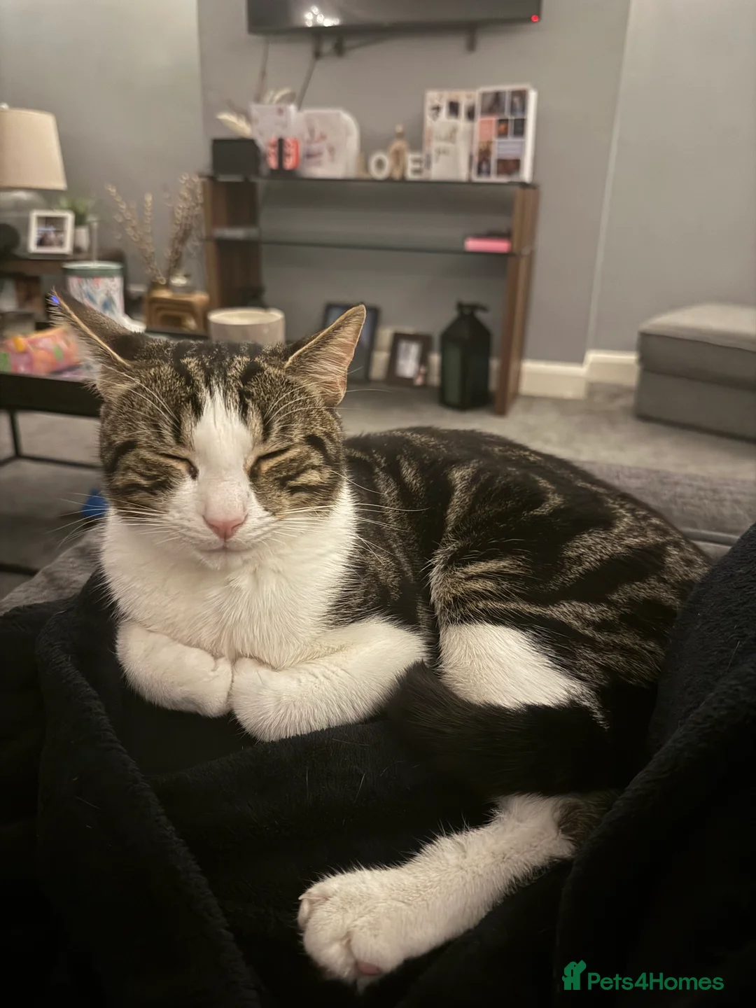 American Wirehair cats for sale: Bambii, Male cat, 1 Year 3 months old🤍 - Advert 3