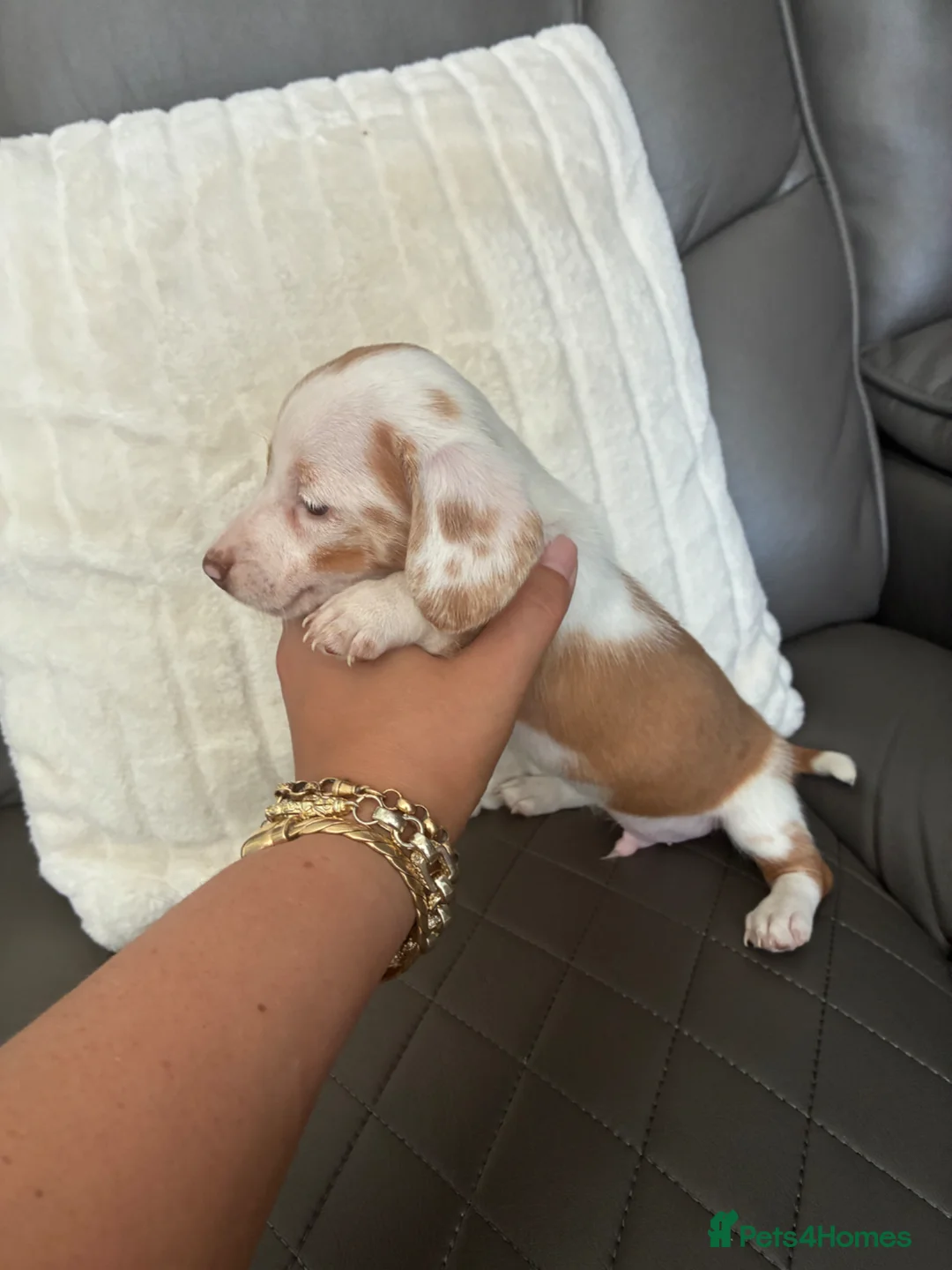 Miniature Dachshund dogs for sale: Beautiful miniature dachshunds  - Advert 2