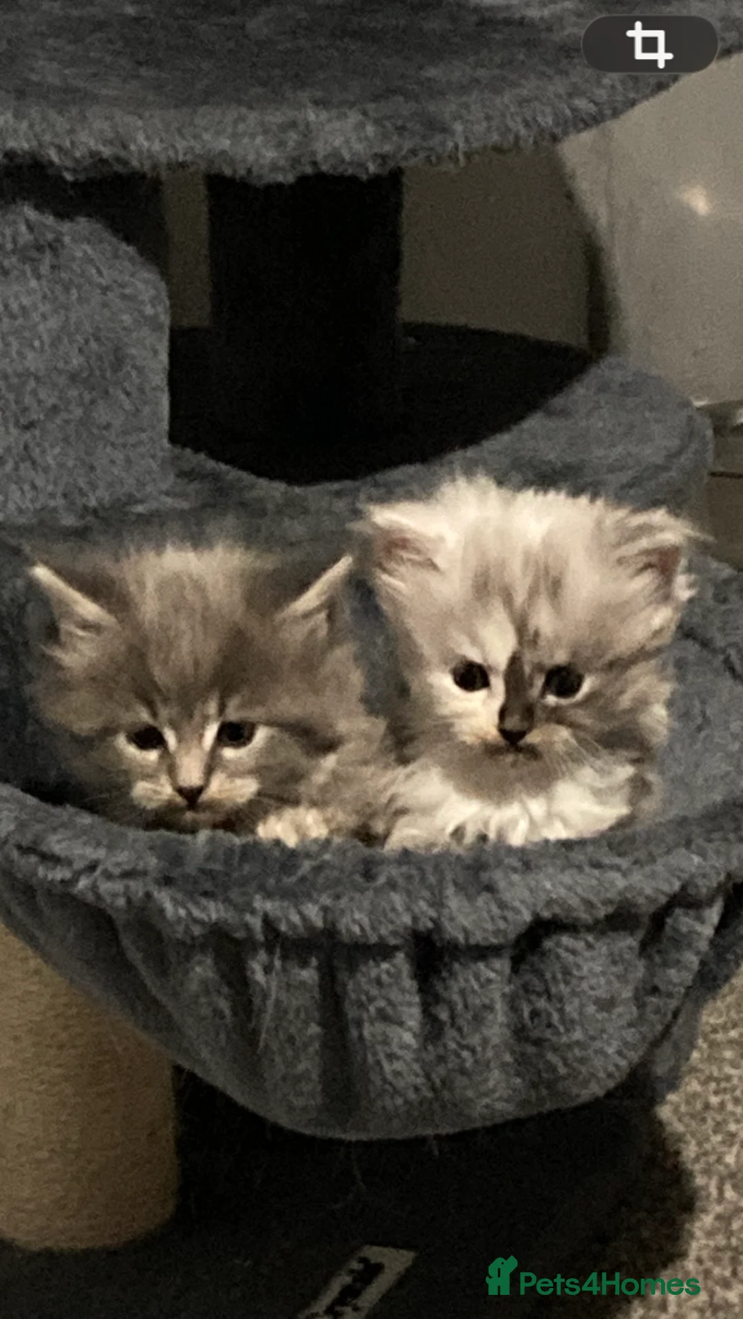 Maine Coon cats for sale: Maine Coon kittens - Advert 6