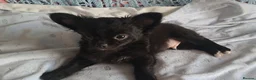 Chihuahua dogs for sale: Meet "Ernesto" last long coat chihuahua puppy - Advert 3