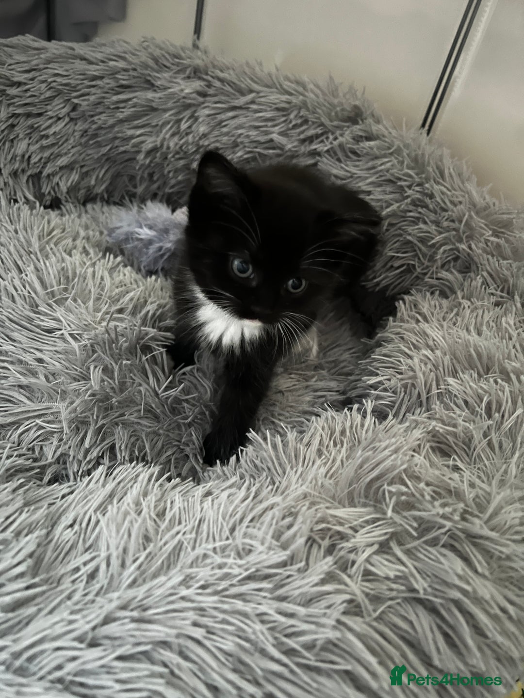 Ragdoll cats for sale: Ragdoll cross kittens  - Advert 5