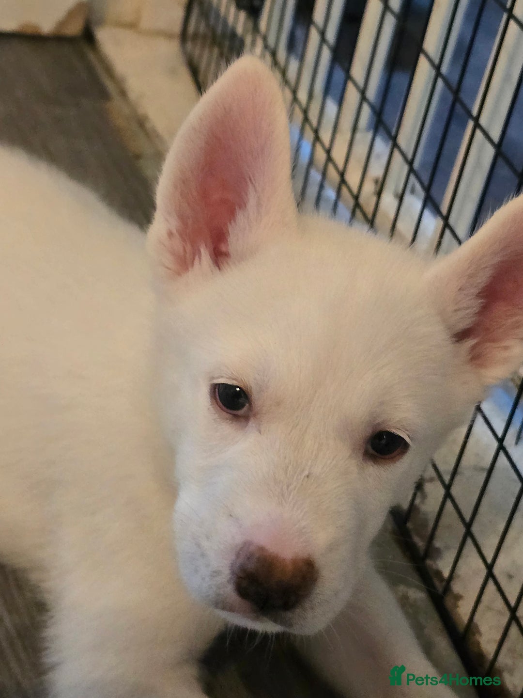 Siberian Husky dogs for sale: 2 White Siberian Huskys - Image 7