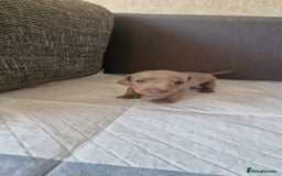 Dachshund dogs for sale: 2 girls and 1 boy miniature dachshund puppies  - Image 13