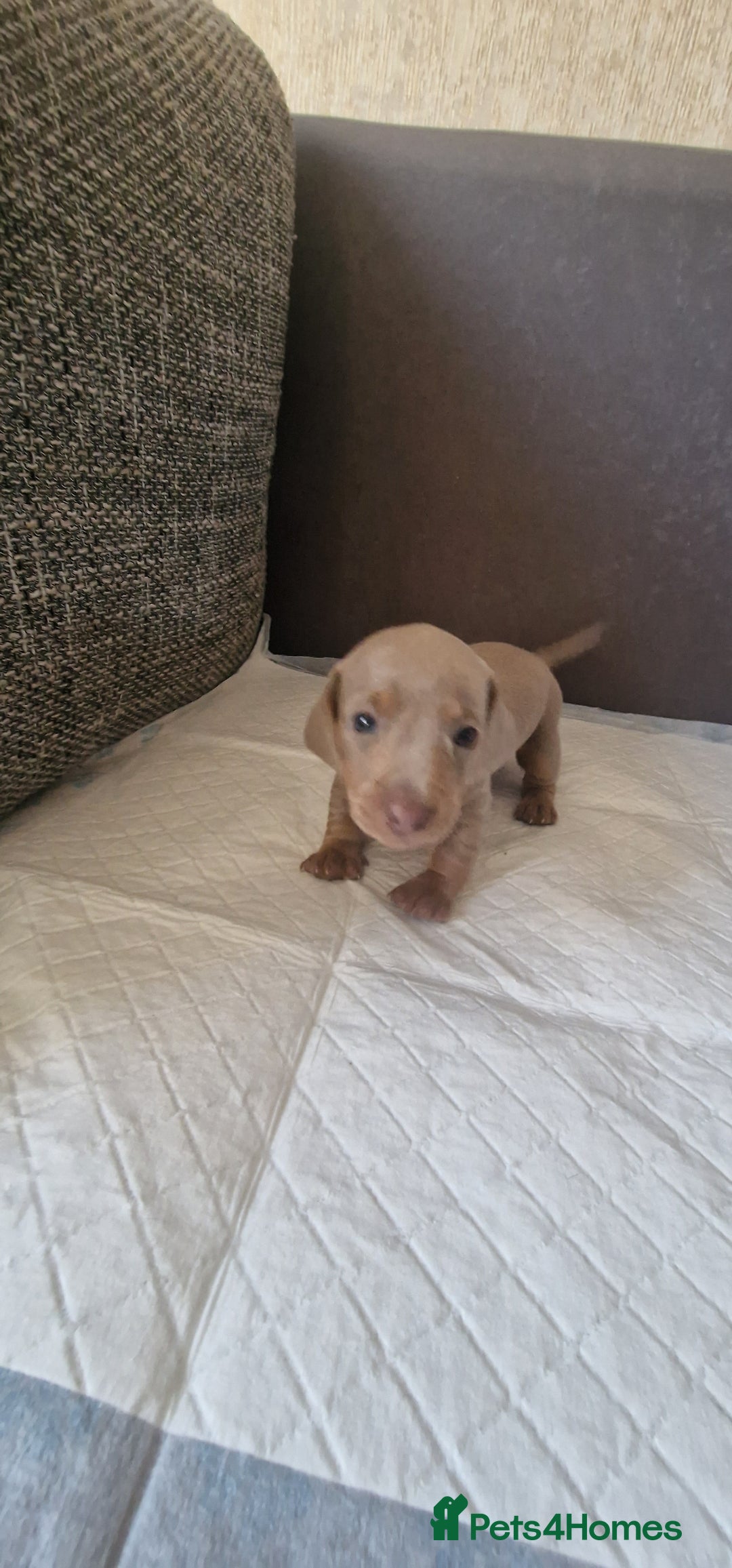 Dachshund dogs for sale: 2 girls and 1 boy miniature dachshund puppies  - Image 13