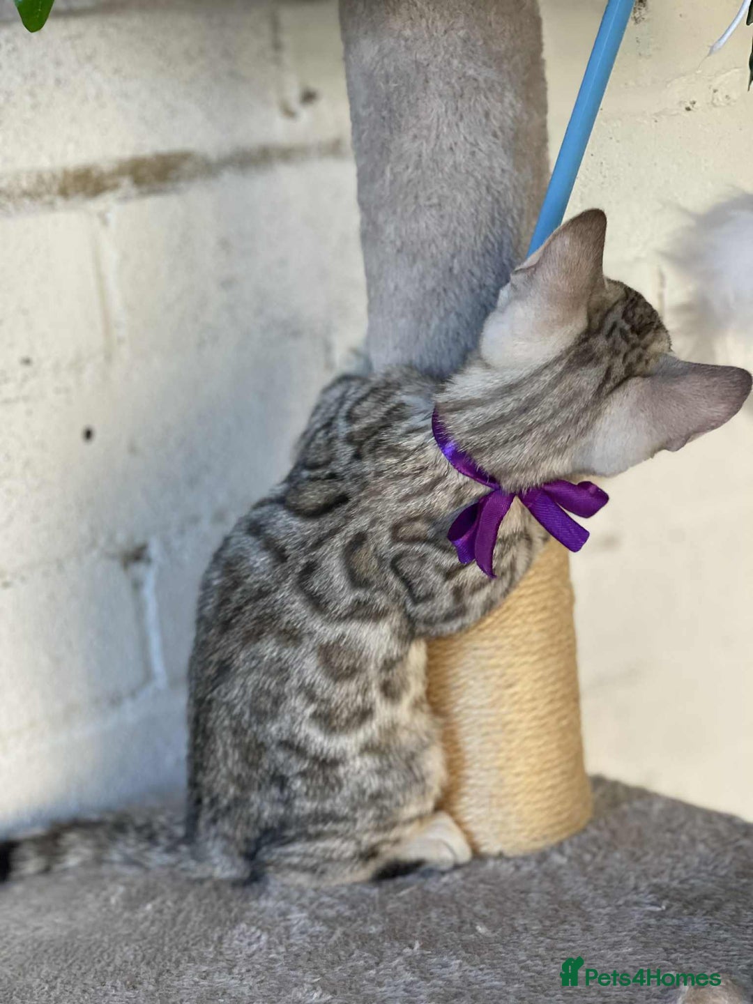 Bengal cats for sale: 🐾 Pedigree tica registered Bengal Kittens - Image 27