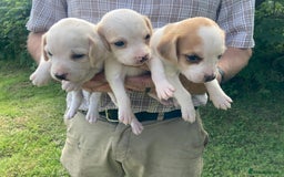 Beagle dogs for sale: Beautiful beagle puppies  - Image 1