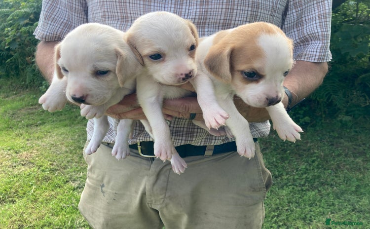 Beagle dogs - Advert 3
