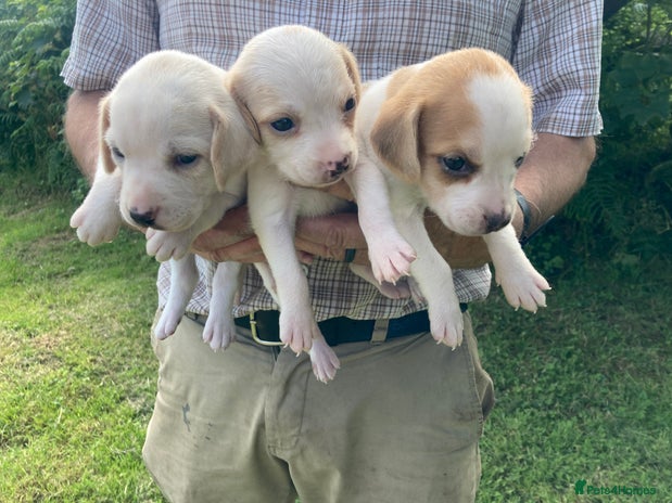 Beagle dogs - Advert 3