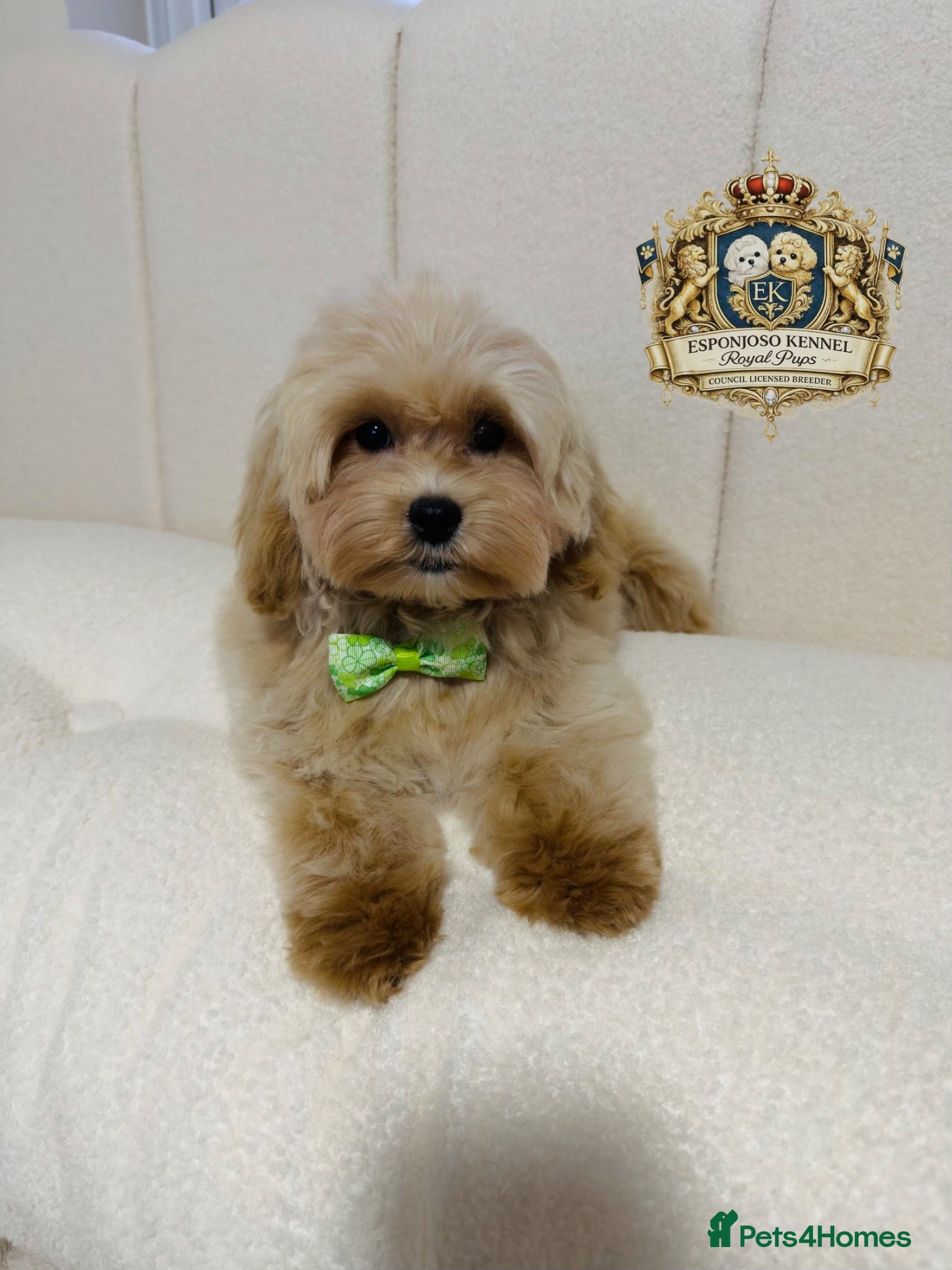 Maltipoo dogs 👑 Last Exquisite Esponjoso Royal maltipoo Boy 👑 - Advert 1