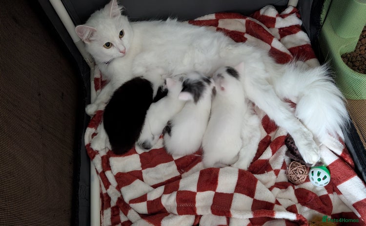 Turkish Angora cats - Advert 1