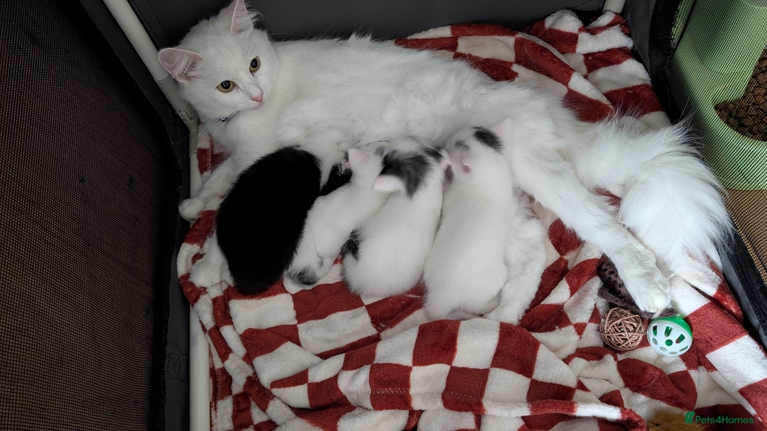 Turkish Angora cats for sale: Beautiful Turkish Angora cross kittens - Image 1