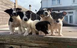 Mixed Breed dogs for sale: Jack Russell cross Shetland sheepdog.  - Image 1