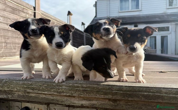 Mixed Breed dogs - Advert 3