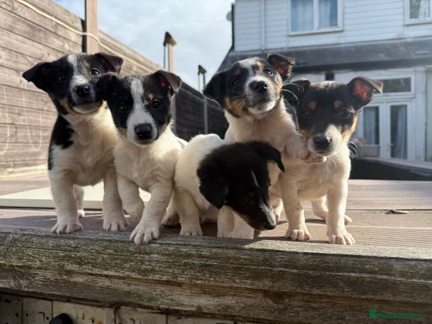 Mixed Breed dogs - Advert 1