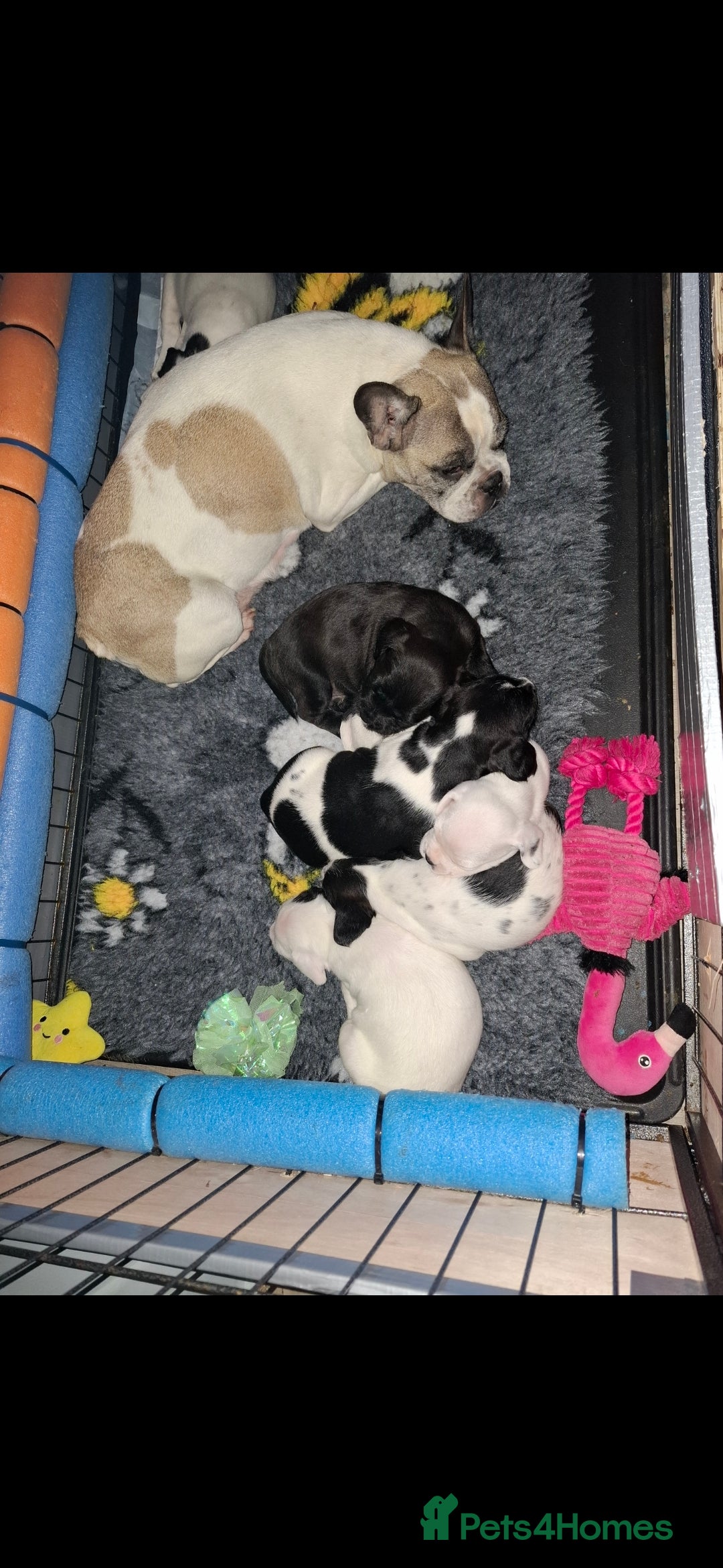 Mixed Breed dogs for sale: Frenchie cross - Advert 2