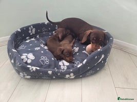 Miniature Dachshund dogs - Advert 8