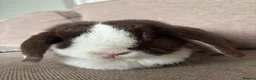 Netherland Dwarf rabbits for sale: Autumn and buttercup  - Advert 9