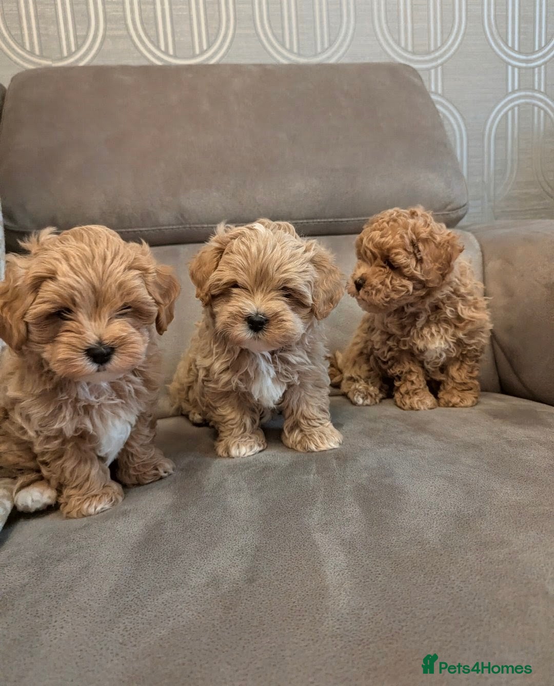 Maltipoo dogs Maltipoo - Advert 17