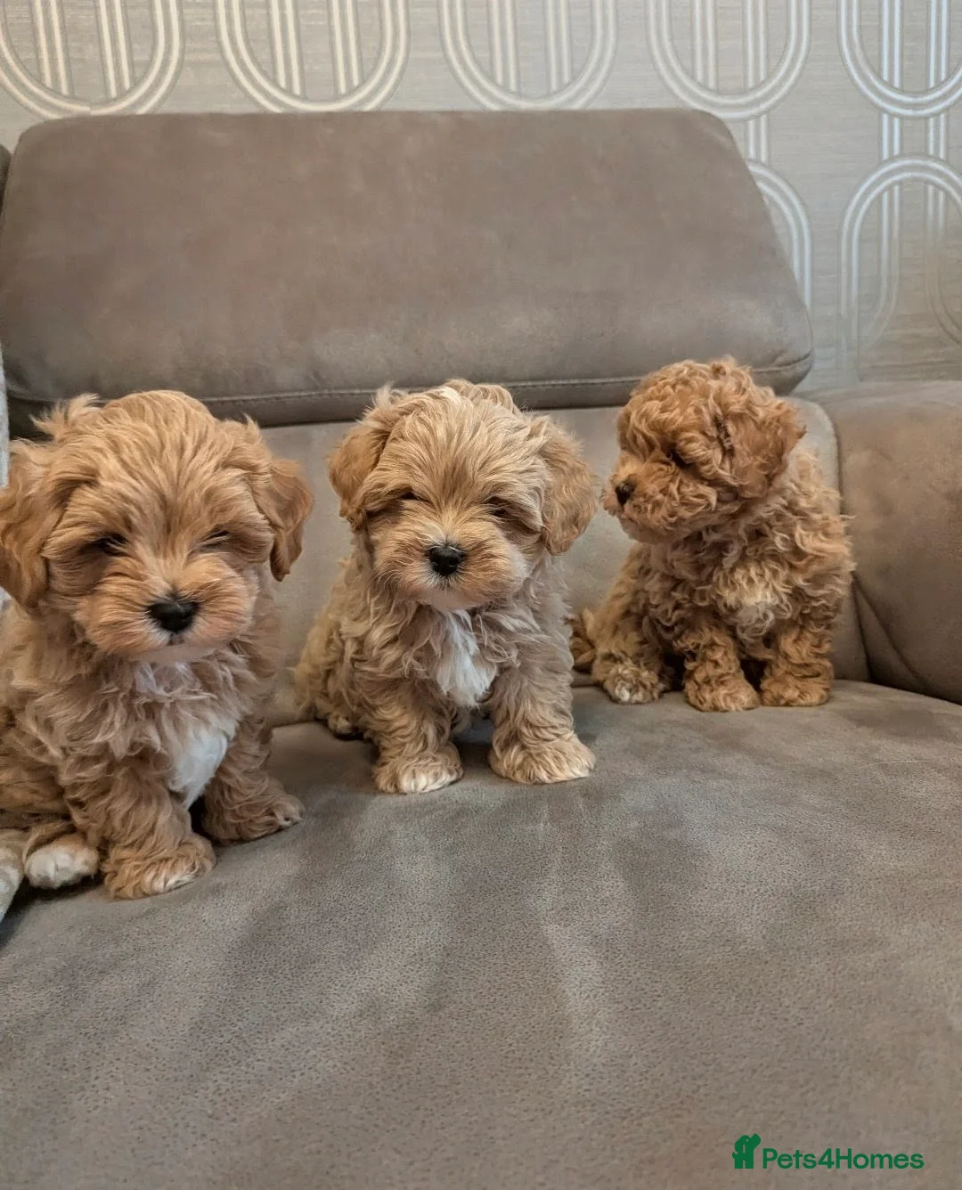 Maltipoo dogs for sale: Maltipoo - Advert 1