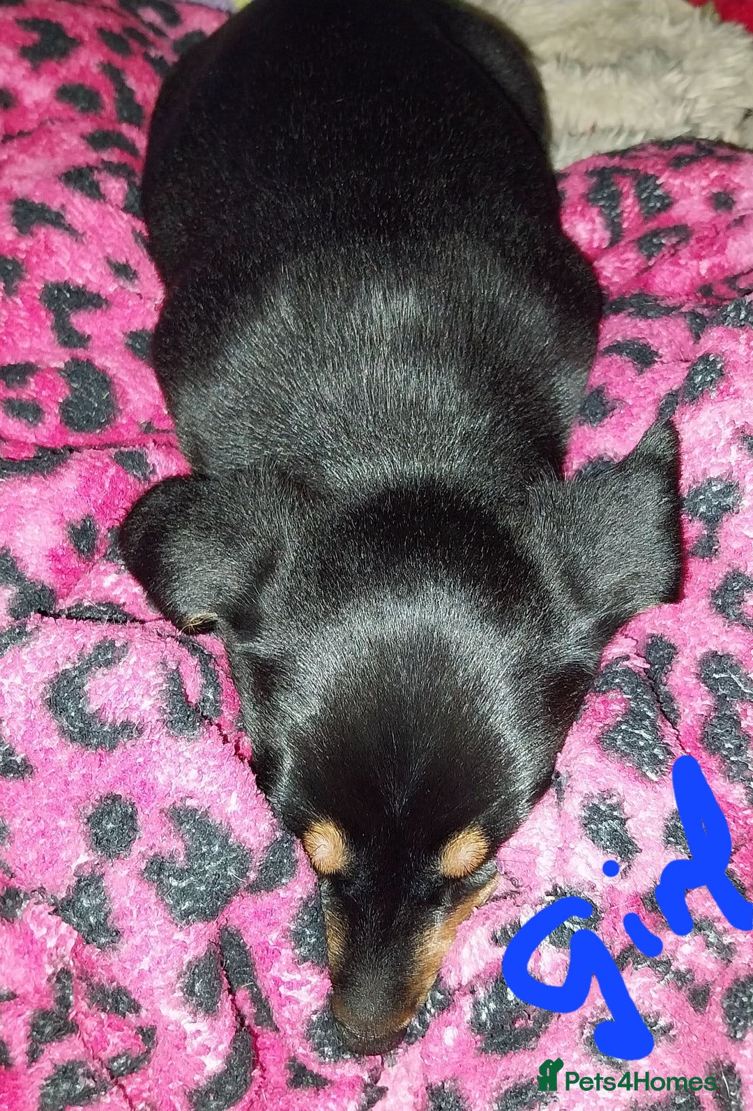 Dachshund dogs for sale: Rudite - Advert 3